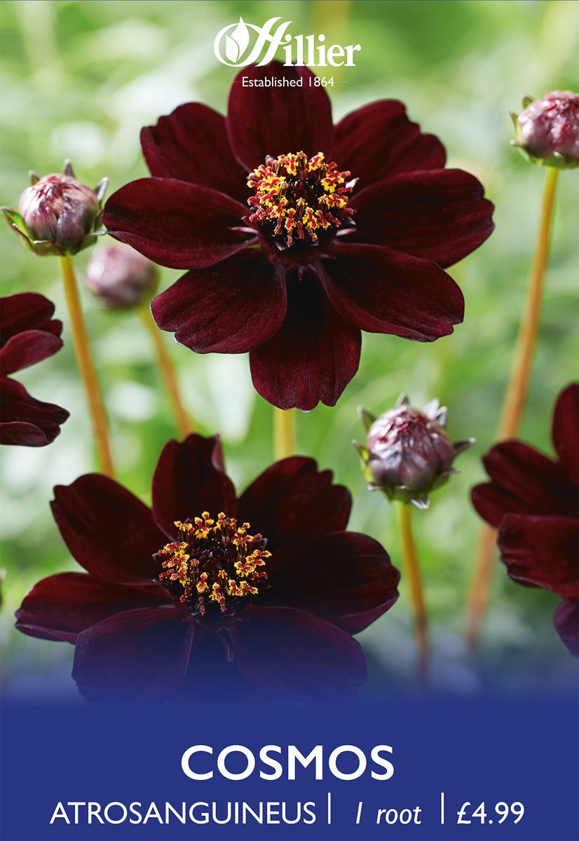 8718641996737 1 Cosmos Atrosanguineus.jpg